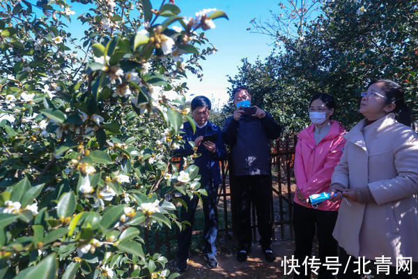 光山：油茶花开引客来