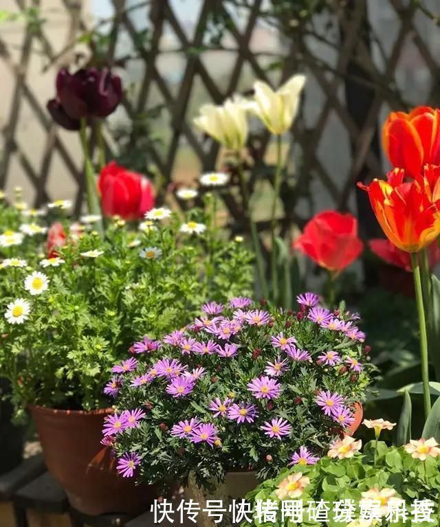 两个孩子的妈妈,利用空闲时间,在露台打造出一片花的海洋