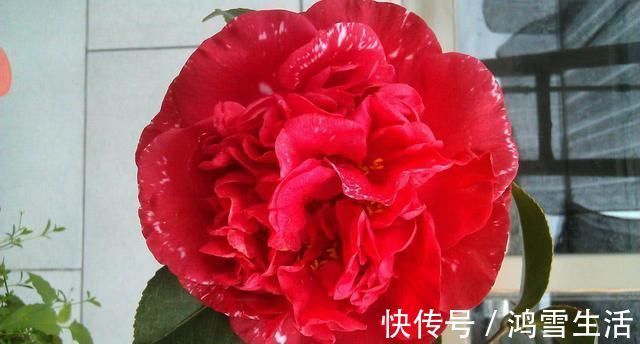 克瑞墨|形似牡丹的“惊艳”茶花，花期最长达半年，零下15度冻不死