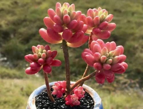 多肉徒长了怎么办？给它剪一刀，肉肉就会爆出一圈芽