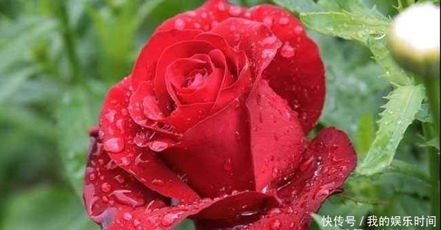 农村|在农村,很多人并不知道这些花是可以吃的,你吃过几种?