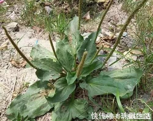 野草|农村路边常见的野草,煮水喝有“奇效”,止咳力超强