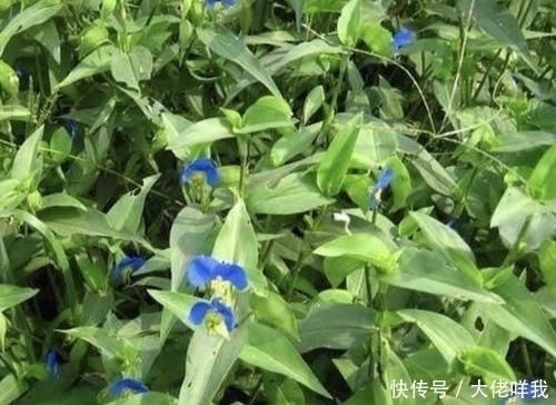 淡竹叶|此种“野草”不多见,被称为“鸭跖草”,珍贵、值钱,请勿忽视