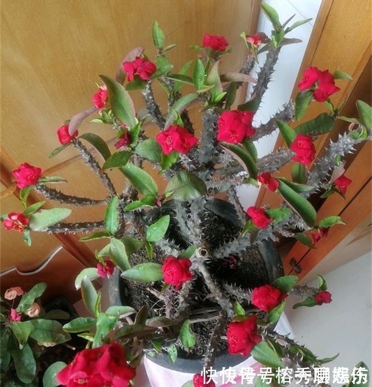 生物碱|四种不宜养在室内的花,长得好看,却带毒,尽量别养在室内