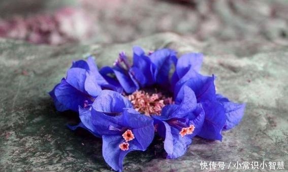 生活中常见的这5种花，看到“开蓝花的”，千万别买，都是骗人的！