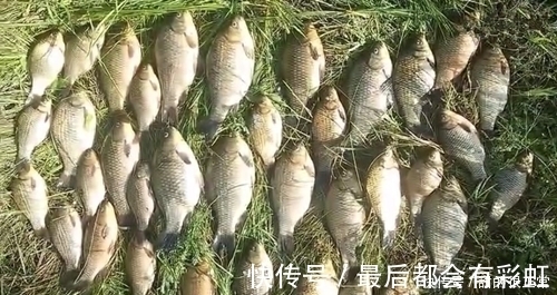 鲫鱼|打窝2天后再去钓鱼,每一条鲫鱼都很肥,是野生鲫鱼?
