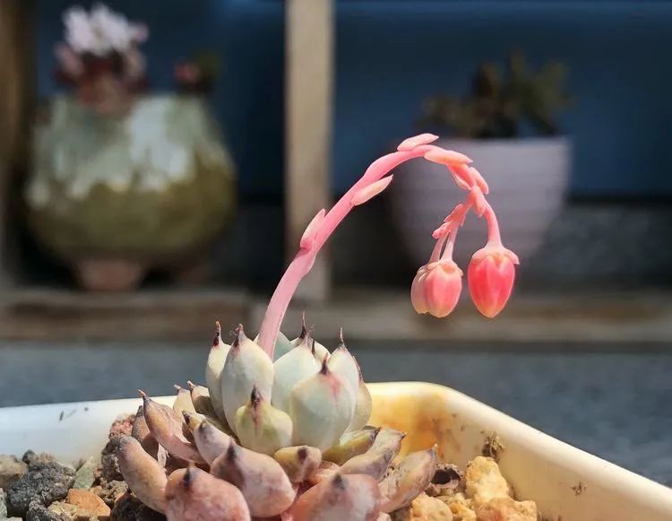 面朝大海的多肉们，在四季变迁中生生不息！