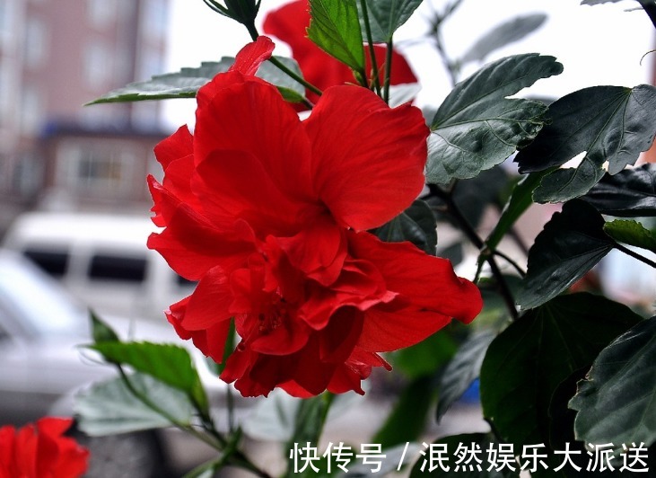 栀子花|北方家里当宝的花,南方大马路上全都是,我酸了!