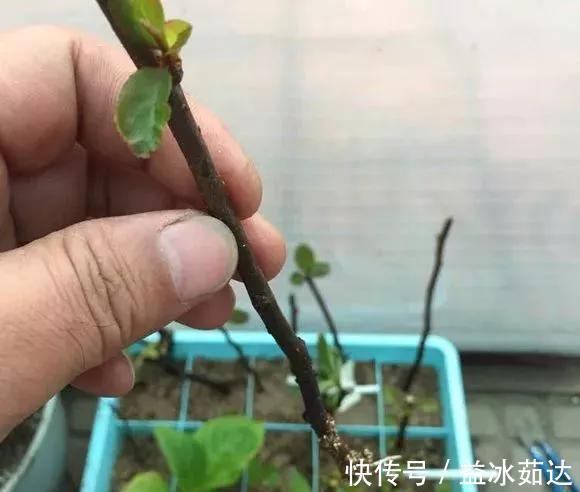 托盘|天热了就插4种花,生根快长势好,一插一大盆
