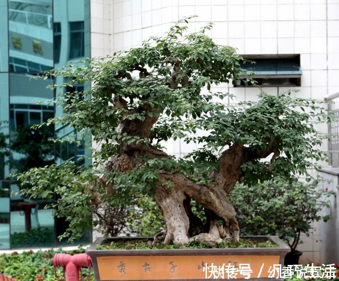 三角梅盆景制作6步曲,看懂了自己也能做出精美绝伦的三角梅盆景