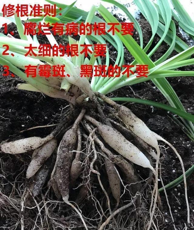 秋凉|秋凉后,养3种花,最好换盆、换土,到时候不开花、黄叶