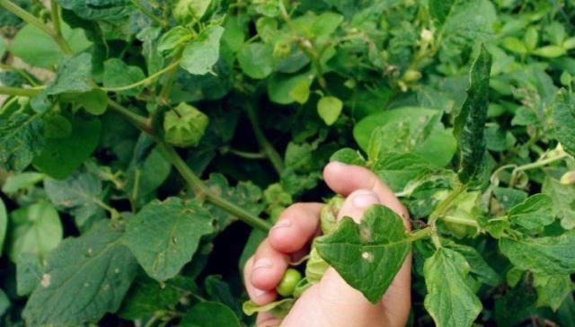 果实|这种野草人称“红菇娘”,果实似灯笼,以前不识货,如今想吃难了