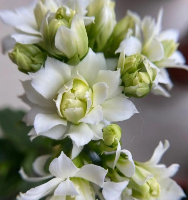 品种|75个长寿花品种，一个比一个美，一起来认识一下吧！