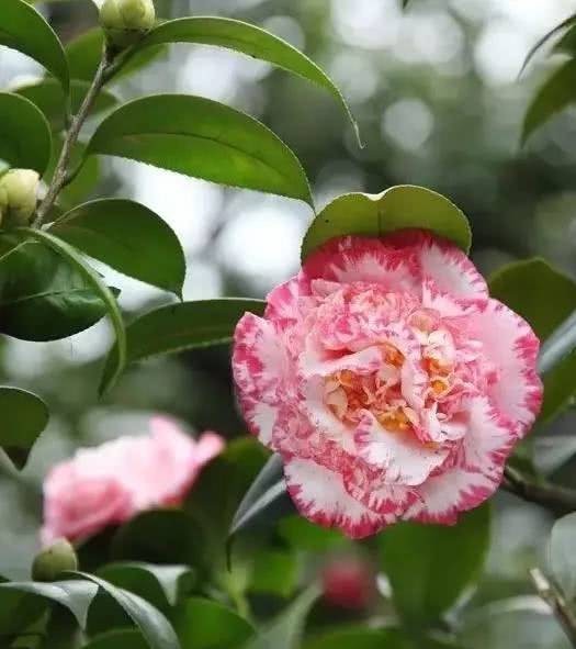 山茶花|传统名花 山茶花