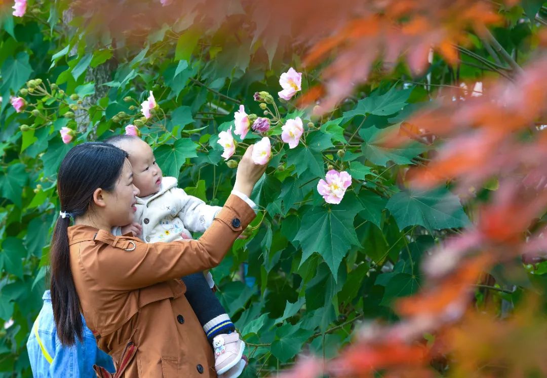 木芙蓉|满园芬芳！保康芙蓉，花色正艳