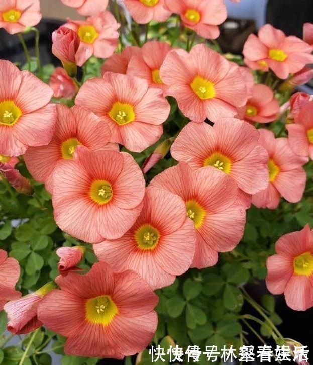 草花|家养“4种花”，招财、旺宅好兆头，好养又漂亮，天天有花赏