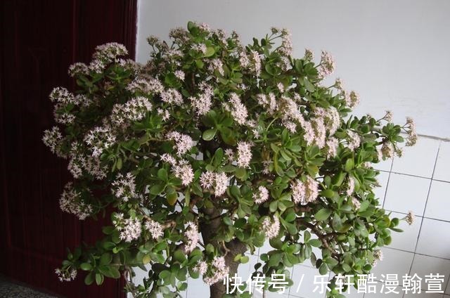 植物|5个“硬知识”,帮你把玉树养开花,看看什么叫“玉树临风”