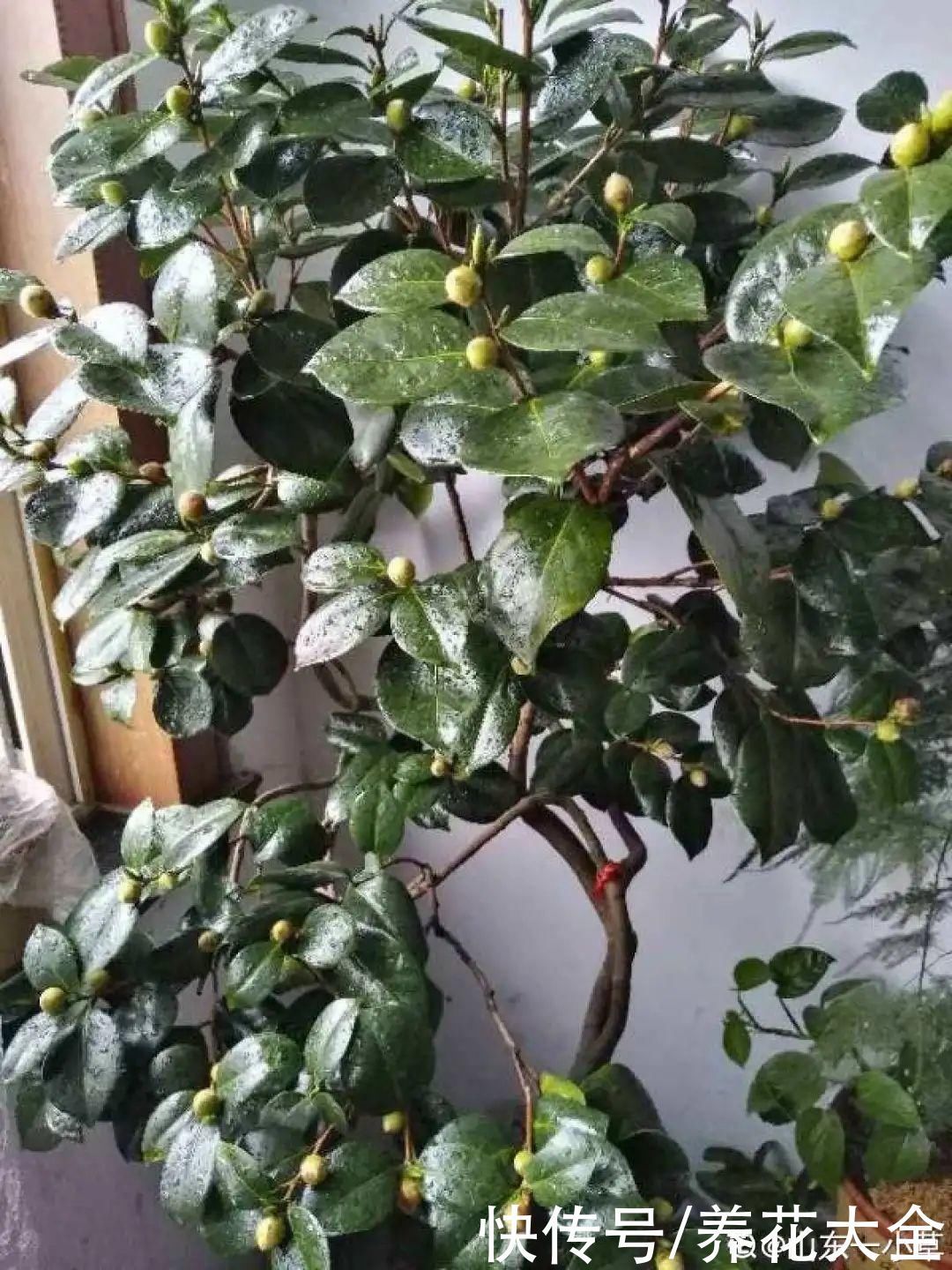 门前不栽竹,门后不留树,老祖宗传下来的养花谚语,特别准