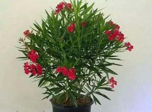 洋绣球|养花有讲究,有几种种花,不能在室内养,会影响健康