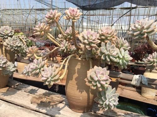 养10年的“淡雪”老桩，一直不换盆，如今长成高攀不起的样子