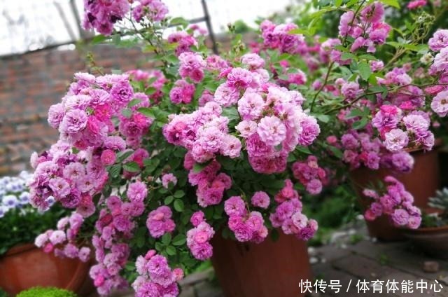 月季藏有“小开关”,长出“这种”枝条别乱剪,养2周花朵爆盆!