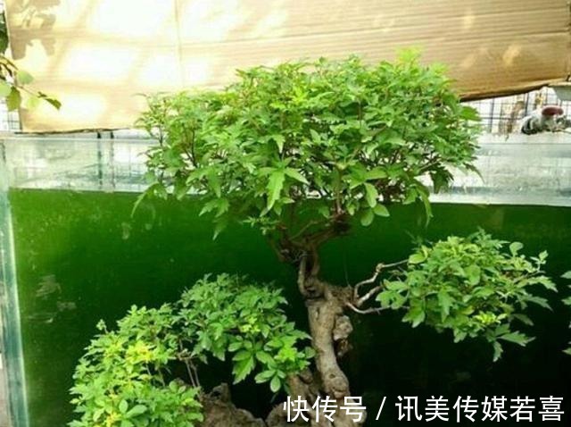 枝干|黄荆盆景一直不旺,啥原因?怎样才能解决?