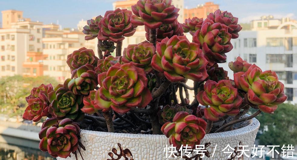 为什么建议大家居家盆栽蒂亚?全因这款多肉有3大亮点