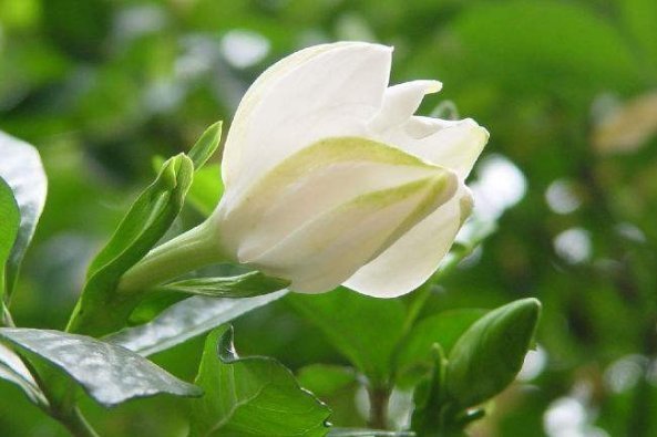 喜欢养花,就养这5种花,不仅花香浓郁,“颜值”特别高