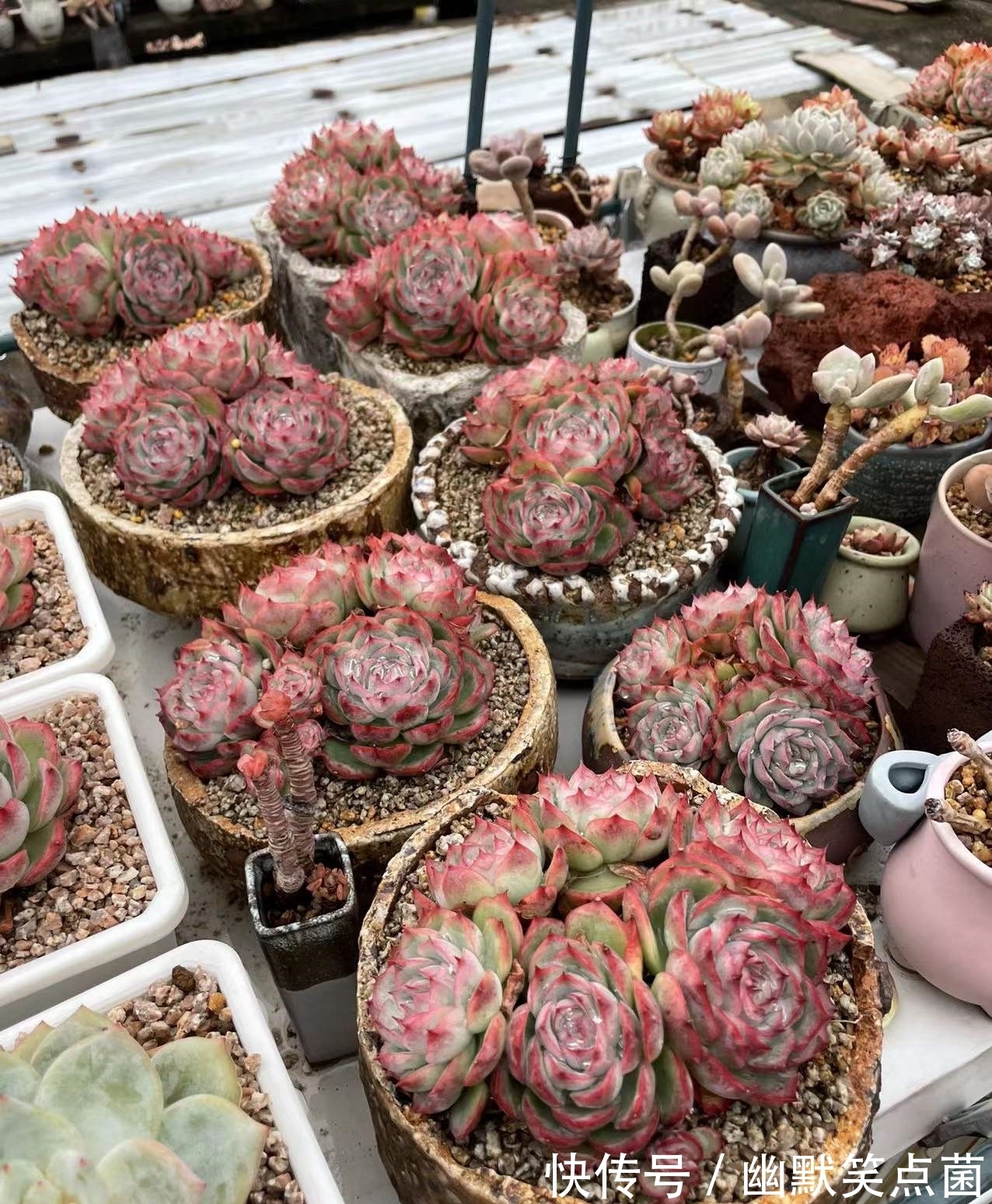 沐寒揽风，看几盆红绿肥瘦，等一春灿烂盛景