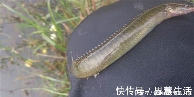 钓鱼|在山里钓到这货,全身花纹背上长刺,网友:这绝不是泥鳅!