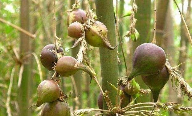 竹子会开花,老人认为是不祥征兆,揭露竹子开花真相,看完有数了