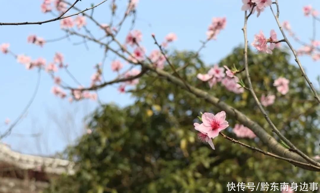 公园|春暖花开风景好， 踏青赏花正当时