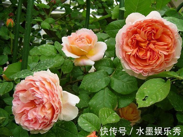 三楼|三楼奶奶不让我在一楼种花,事情解决了,出乎意料的让人难受