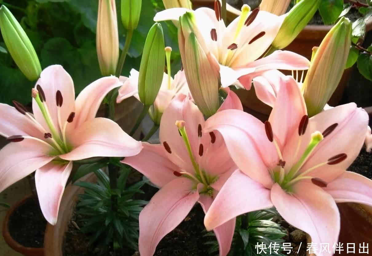 春天怎么养百合花？记住几点没错，枝叶茂盛，花朵又大又多