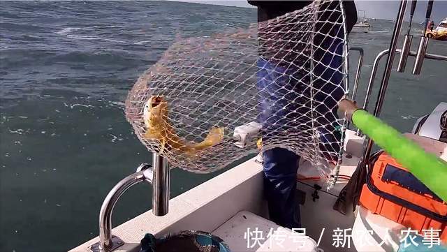 浙江4名男子驾船3小时去海钓,收获了17条大黄鱼,总价值4.4万元
