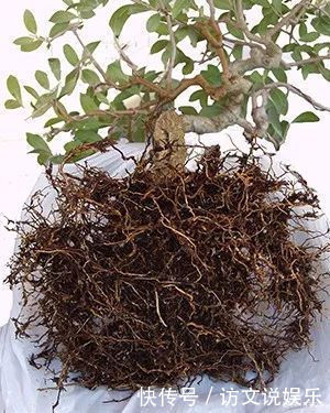 土壤|养几年的盆景植物在早春的时候没有移栽,那真是亏大了