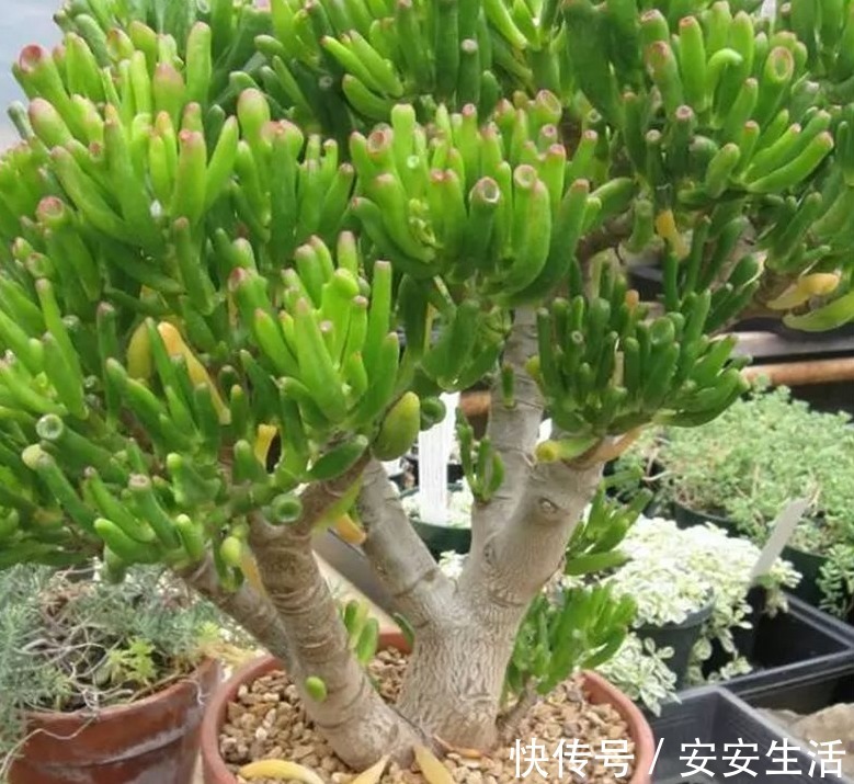 家中养这“4种花卉”,自带“财气”,有钱人养家里都养一盆