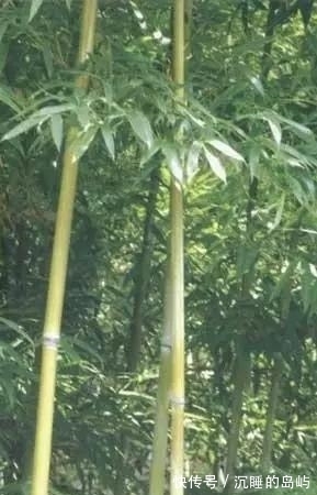 桂竹|26种 · 竹子大全