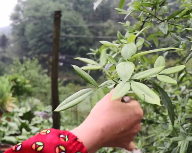 花椒|一种自带香味的叶子，农村大妈摘来油炸，吃着味道比花椒还香