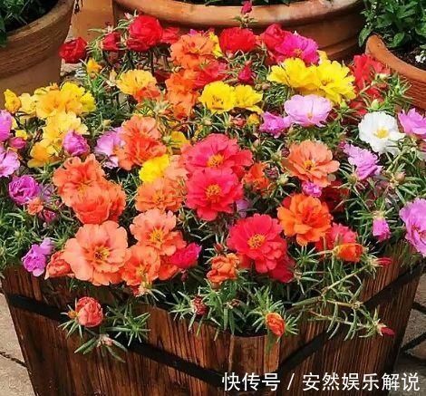 夏天太阳再强也能开的3种花，个个开的旺，越晒花越多，超漂亮