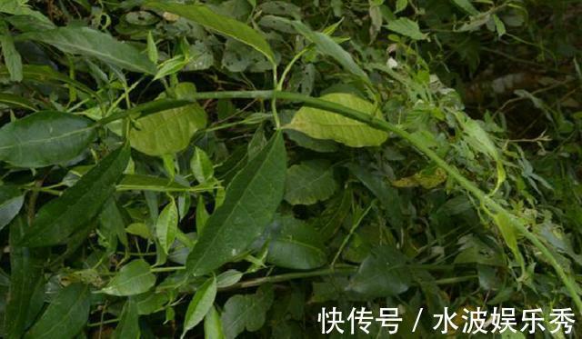 覆盖率|消失20年!贵州再次发现中国特有植物富宁藤,重现意味着什么?