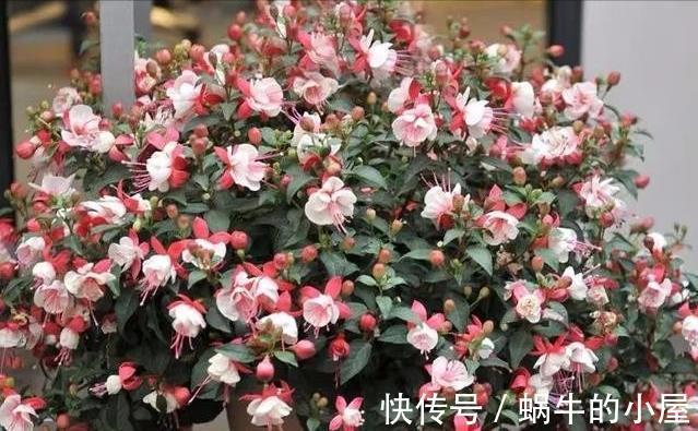 休眠|8种“漂亮花”,就怕暴雨天,淋雨就烂,赶紧搬到屋里去