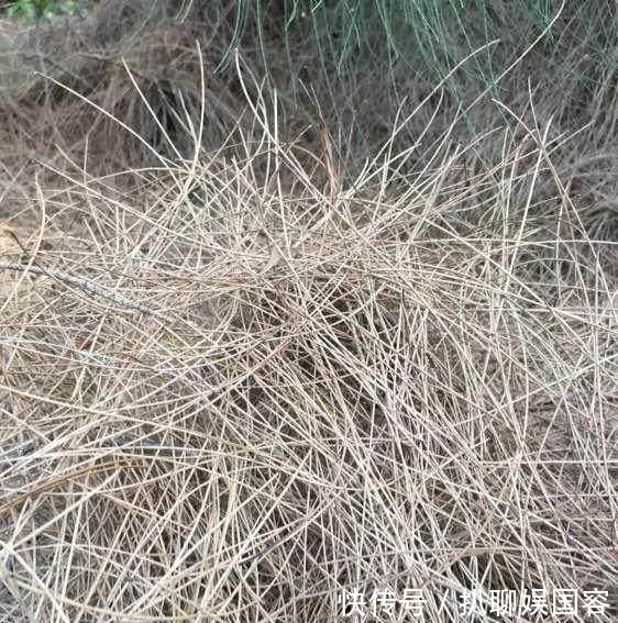 生长|君子兰盆里丢点这个,叶子油绿发亮,一年花开2次!