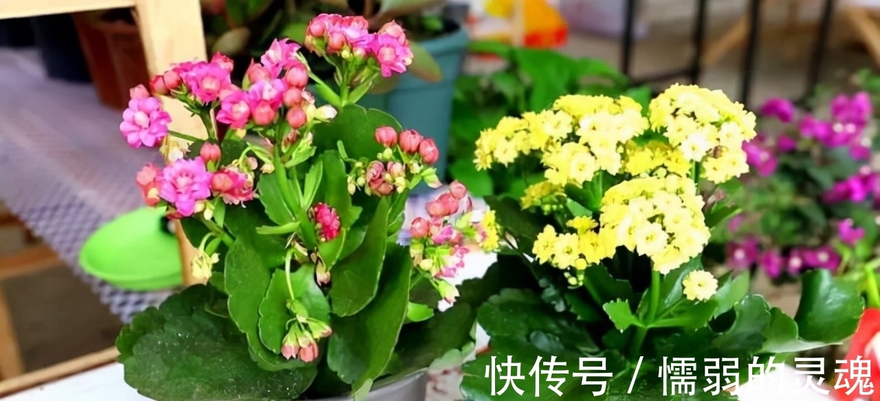 营养土|12月“扦插”3种花,明年春天就长花苞,超值
