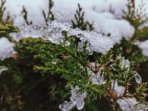 冬夜|冬夜霜雪落满头，我与巢院共白首