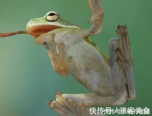 青蛙|放大200倍，4种食物含有千条寄生虫，你绝对吃过，看完还敢吃