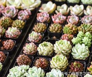 夏天这样养你最爱的多肉,千万要避开这些,不然只剩空盆