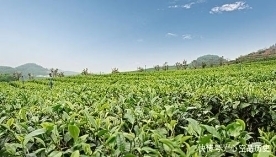 用来|古代的茶文化，为何是吃茶而不是喝茶？这茶真的是用来吃的