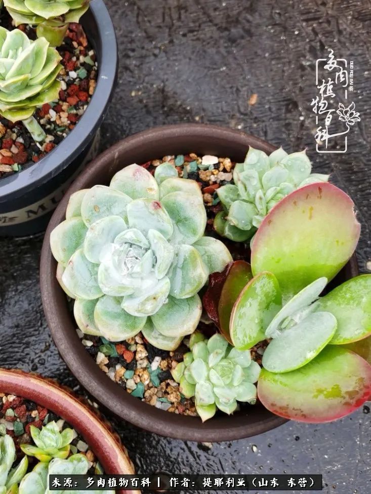 多肉植物|人如多肉,经阳光雨露历练后,亦会越挫越勇!