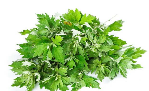 凉拌|65种野菜图片,带你认识不同的野菜和吃法,你想要的野菜这里都有